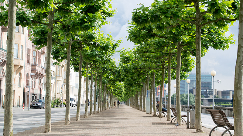 Rekordzeit: Lil'B (LSMJ)